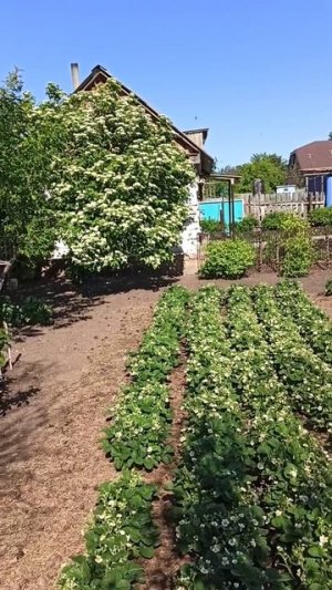 Лето. Дача 🏡