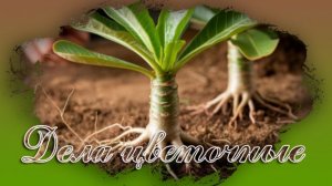 Черенкование и посадка адениума часть №1