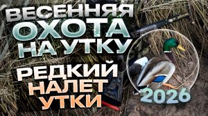ВЕСЕННЯЯ  ОХОТА НА УТКУ 2026 | РЕДКИЙ НАЛЕТ УТКИ