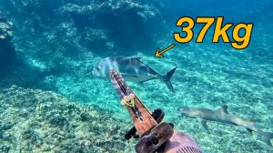 Подводная охота / Гигантский каранкс 37 кг
