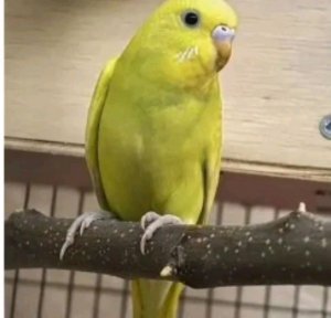 пр