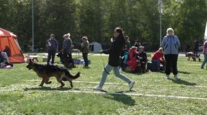 МОЛОДОЙ КОБЕЛЬ ДЛИННИК