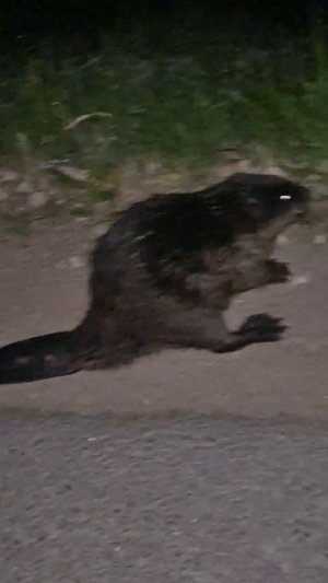 Здарова Бобёр!