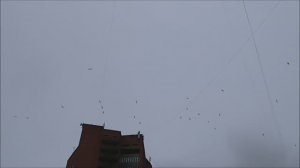 2026.05.22,23. Норильск. Обилие чаек над городом и в городе.