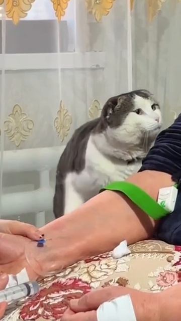 Заботливый котик🥰❤️ смотреть онлайн