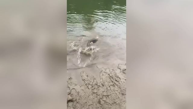 Кета на воблер 80 мм (13 гр) №17 от Mr. Musurok 🎣