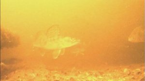 Подводный мир отводного канала. 28.05.2025.