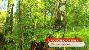 Лесное царство | С любовью от Бога