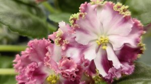 ФИАЛКИ🌸 Большой урожай 👫👬 деток. Что делать🤔