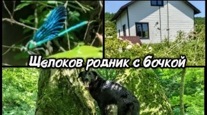 Дом на юге, горная река, прогулка с собаками по атмосферному лесу