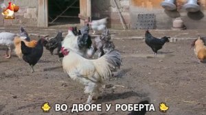 Содержание кур в домашних условиях и других птиц во дворе у Роберта 🐣🐤🦆🐔🪿🦃 (507)