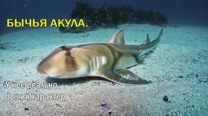 🦈Челюсти под напряжением 💊Уровень тестостерона