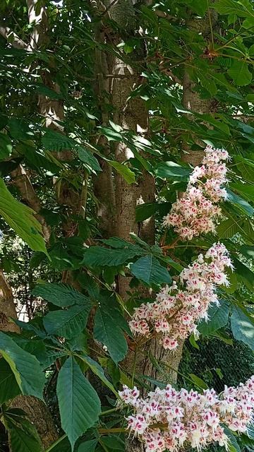 Красота природы, каштан цветёт весной.