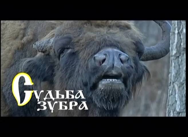 Судьба зубра (2008) смотреть онлайн