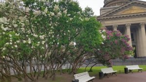 Казанский кафедральный собор в Санкт-Петербурге весь в сирени.