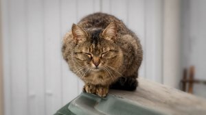 Кошка на баке