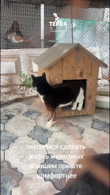 обустраиваем жизнь котиков в приюте