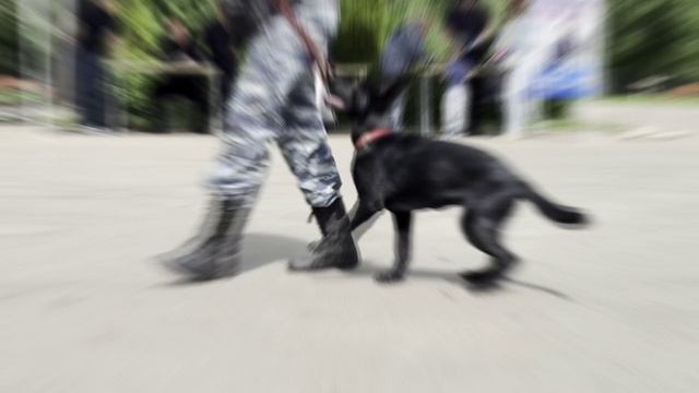 В городском парке «Перово» на востоке столицы прошла акция «Один день с полицией»