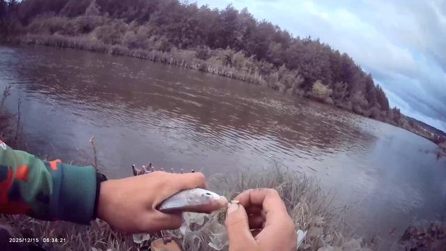 Вечерний выход на реку Усень на фидер🎣 Наживка опарыш, навозный червь.