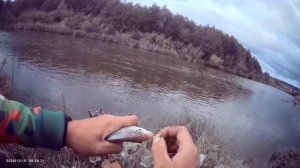 Вечерний выход на реку Усень на фидер🎣 Наживка опарыш, навозный червь.