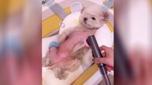 Смешные домашние животные