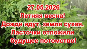 27.05.2026 Летняя весна! Дожди идут, земля сухая. Ласточки отложили будущее потомство!