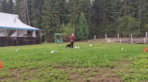 RO1, Дронова Екатерина, Алмадинакс Шаровая молния, Кубок Панды по Ралли Обидиенс 2026