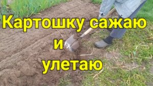 Картошку сажаю и улетаю.