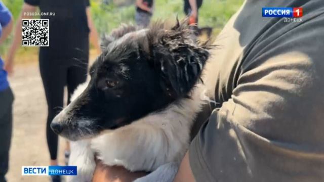 Возьми питомца из приюта смотреть онлайн