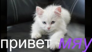битва построек \калаба=