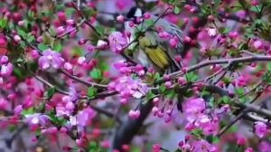 1000013401.MP4. НЕТ НА СВЕТЕ ДИЗАЙНЕРА ЛУЧШЕ, ЧЕМ САМА ПРИРОДА.