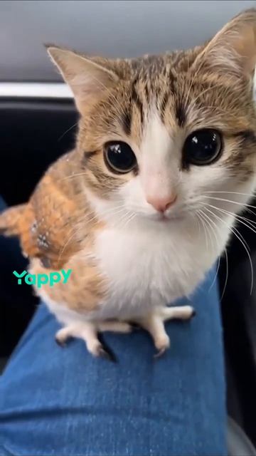 Я обозвал сову котика я её погладил в Yappy
