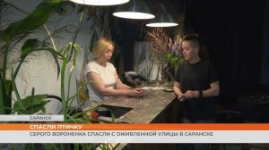 Спасённый птенец серой вороны живет в цветочном салоне в Саранске