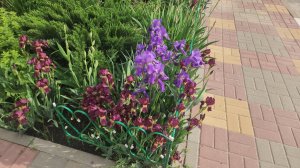 Любуемся цветами во дворе нашего ЖК 🏘 🌹 🌸 🏵 🌼