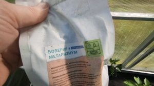 Что положила в лунку при посадке томатов и перца.