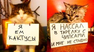 Коты, которые НИ О ЧЁМ НЕ ЖАЛЕЮТ) Приколы с котами