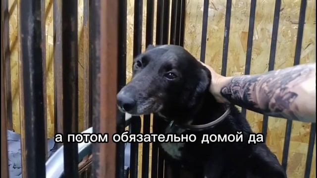 Сорока после укола