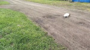 «Встретила мужа с СВО на костылях, а сама слегла. Наша реальность»
