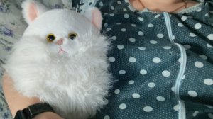 весело проводим с кошачьим другом вечер в деревне