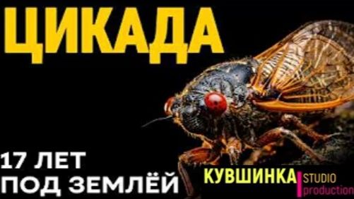 17 лет заточение ради двух недель жизни смотреть онлайн