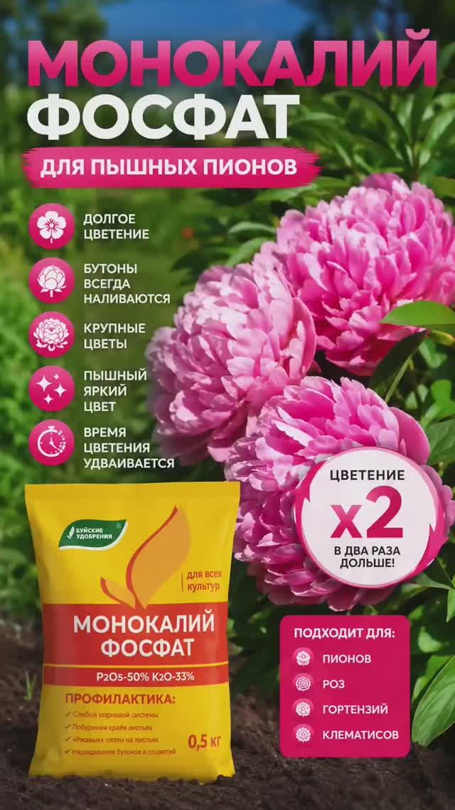 ОДНА ЛОЖКА — и ваш куст пионов «взорвется» цветением