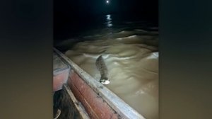 Случаи в Природе Один на Миллион