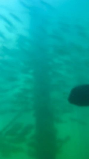 Исследуем подводный мир Пуэрто-Вальярты 🌊🤿