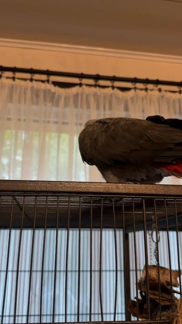 27-05-2026. Попугай 🦜 Жако. смотреть онлайн