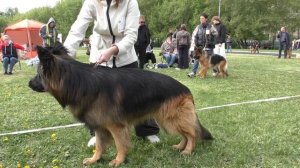 КОБЕЛЬ ДЛИННИК РАБОЧИЙ ОПИСАНИЕ