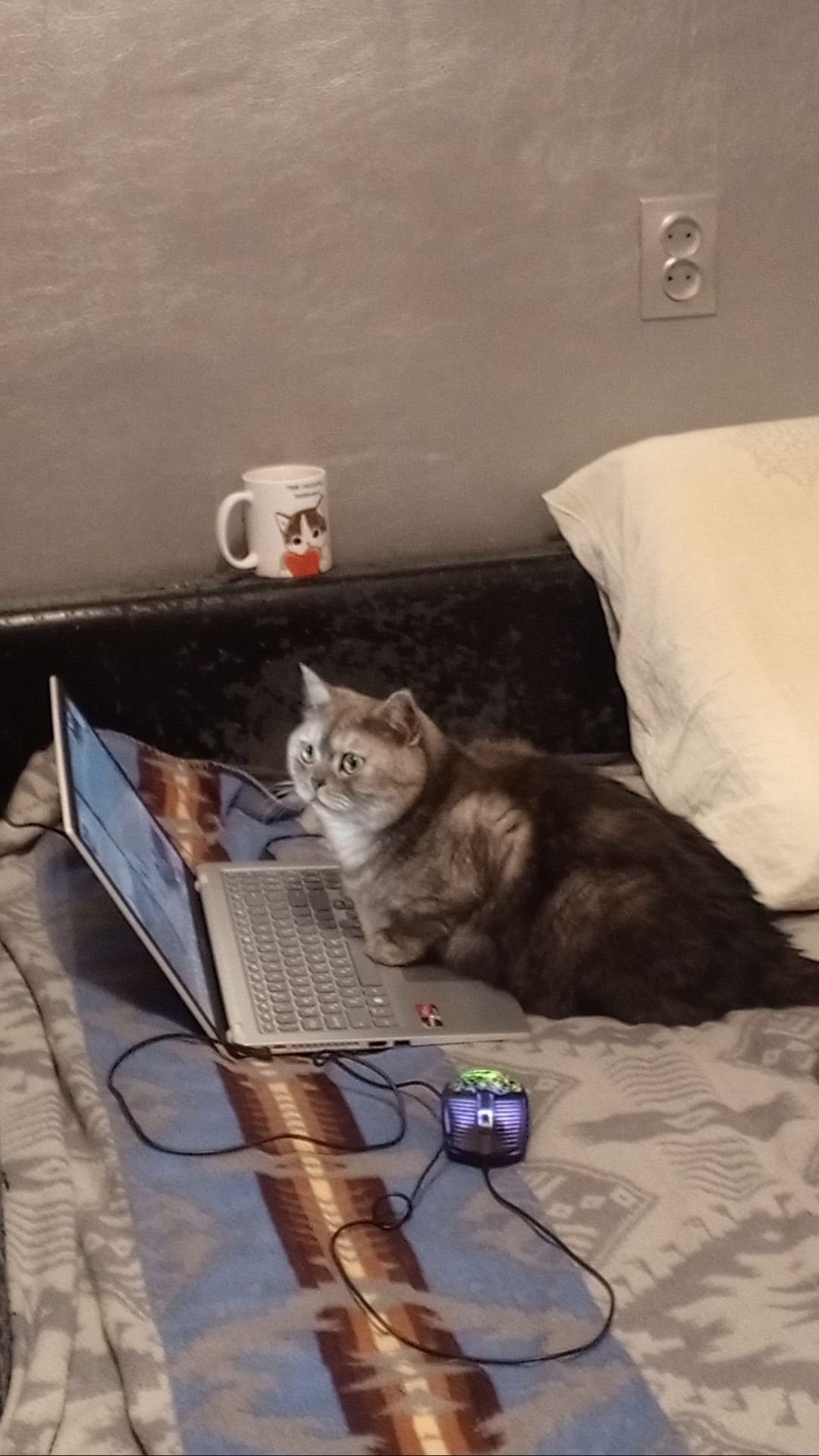 Котик в World of Warcraft