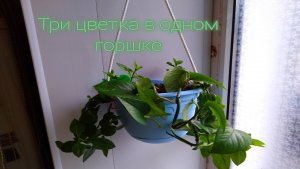 ТРИ ЦВЕТКА В ОДНОМ ГОРШКЕ,сциндапсус,филодендрон  лазящий.