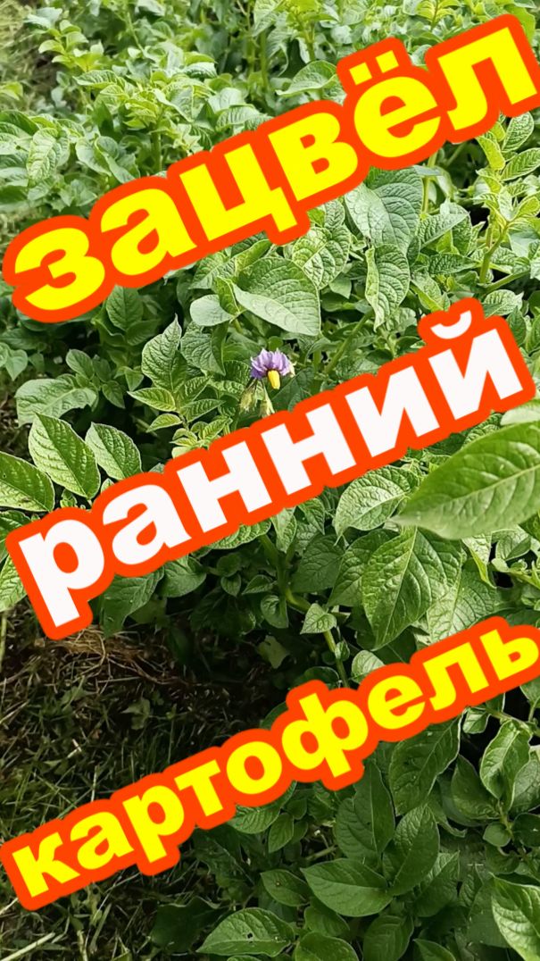 Зацвёл РАННИЙ картофель !!!
