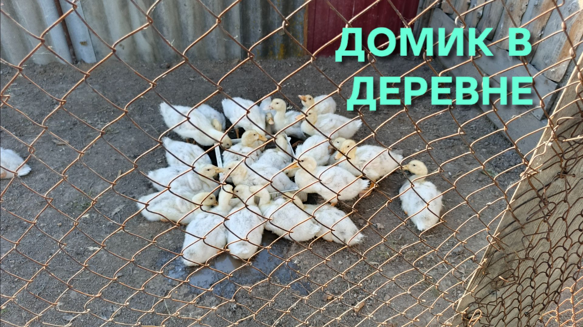 Ставьте утятам правильный водоем Домик в деревне