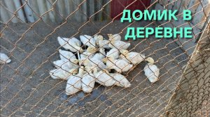 Ставьте утятам правильный водоем Домик в деревне